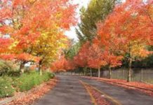 Phần 2: Ngâm thơ Thi tập phía sau nỗi buồn