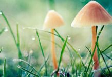 Những Giọt Mưa Xuân