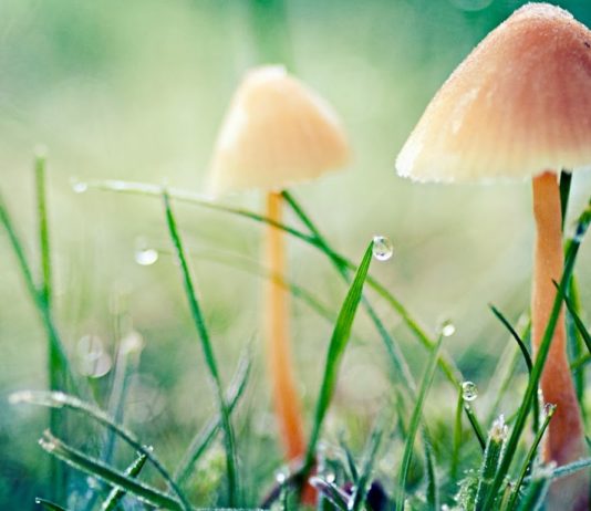 Những Giọt Mưa Xuân