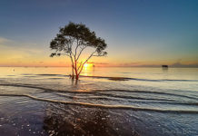 Gỗ đá buồn từ thủa sơ sinh- Ca nhạc sĩ Dzuy Linh