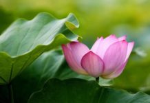 Nghe gió vọng về