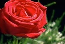 Tình Yêu Ở Giữa Trái Tim