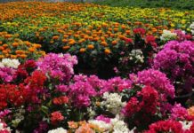 Nhạc Xuân Hải Ngoại