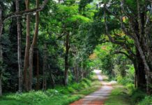 Rừng thương nhớ gió