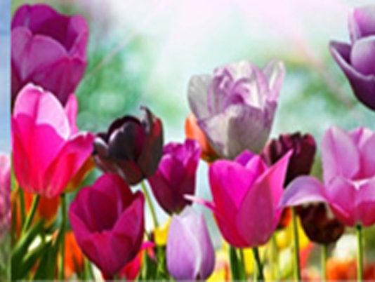 Hoa tulip