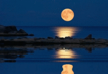 Anh thư (họa bài phú của BS Nguyễn Chí Vỹ