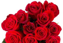 Bông Hồng Cài Áo. Ái Phương /Thu Vân