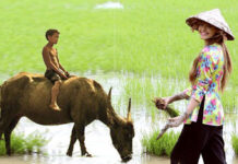 Em, Bờ Cỏ Vĩnh Phú Trong Nỗi Nhớ