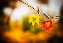 Mùa Thu cuộc tình