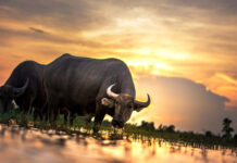 Chuột bàn giao đại dịch Vũ Hán cho trâu già!