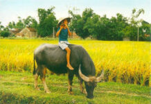 THẰNG CỰNG CHĂN TRÂU