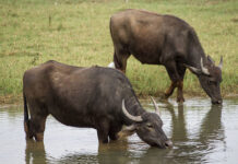 Năm Sửu nói chuyện truyền thuyết về trâu trong 12 con giáp