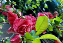 Truyền thống văn hóa kính Thần kính Trời và tập tục Tết Nguyên đán phương Đông