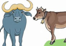 TẢN MẠN VỀ TRÂU