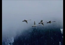 Một Ngày Như Mọi Ngày – Nhạc Trịnh Công Sơn – Với Cẩm Nhung