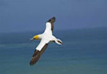 Mix – Như Cánh Vạc Bay. Nhạc Trịnh Công Sơn. Tiếng hát Cẩm Nhung YouTube