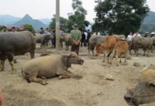 CON TRÂU LÀ ĐẦU CƠ NGHIỆP