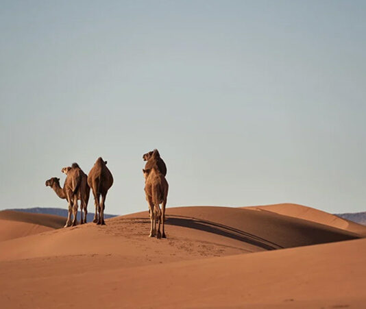 MỐI TÌNH TRÊN SA MAC SAHARA