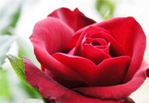 Bông Hồng Cài Áo