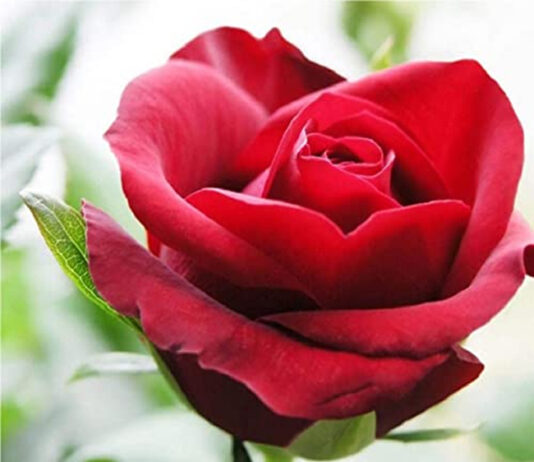 Bông Hồng Cài Áo