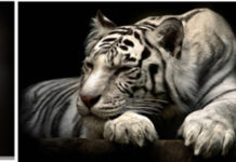 Hổ và văn hóa hổ