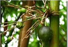 CỜ HOA NỞ RỰC RỠ TRÊN ĐẤT HOA KỲ