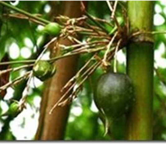 CỜ HOA NỞ RỰC RỠ TRÊN ĐẤT HOA KỲ