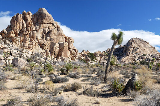 CÔNG VIÊN QUỐC GIA CÂY JOSHUA, CALI.