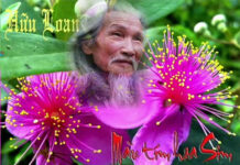 Tác Giả Bài Thơ “Màu Tím Hoa Sim”
