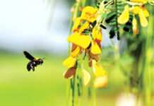 NGÀY VALENTINE VỚI NGƯỜI GIÀ!