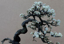 HOA BÁCH NIÊN của Thi sĩ Ngọc Bội