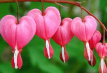 TTKh. và những khám phá về thân thế tác giả