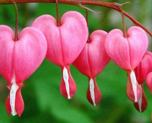 TTKh. và những khám phá về thân thế tác giả